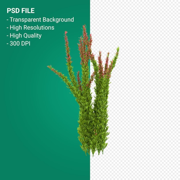 Render 3d de árbol de Muhlenbergia Rigen aislado sobre fondo transparente