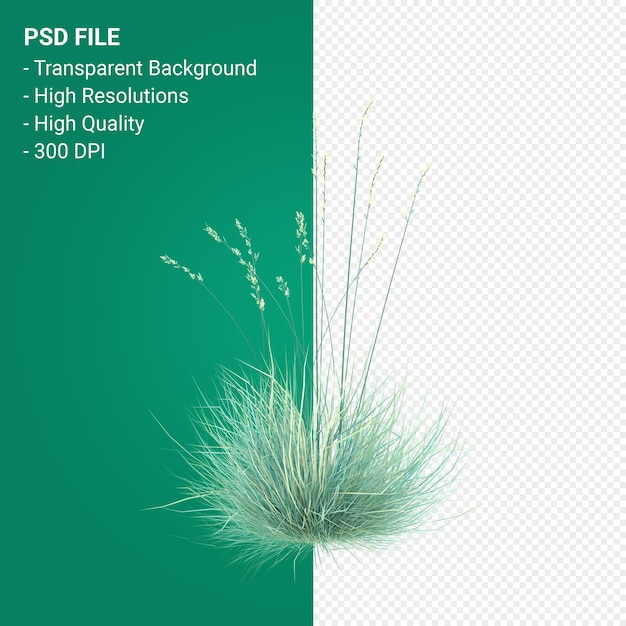 Render 3d de árbol de Muhlenbergia Rigen aislado sobre fondo transparente