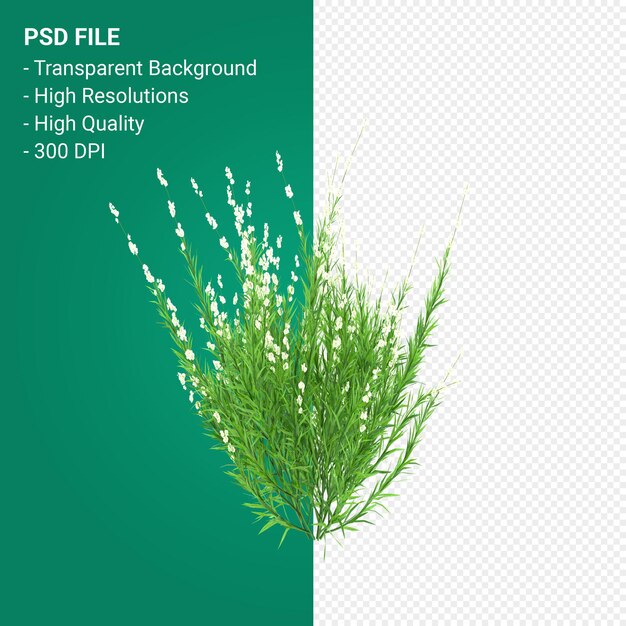 PSD render 3d de árbol de muhlenbergia rigen aislado