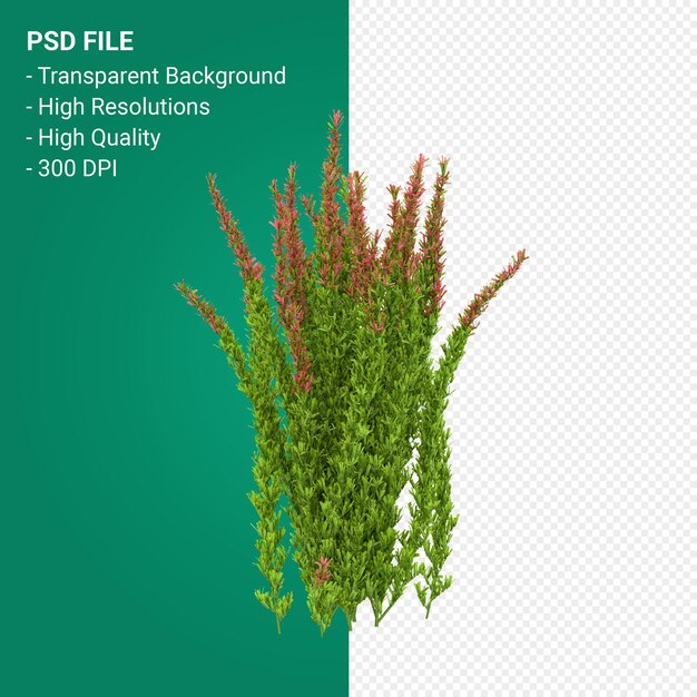 Render 3d de árbol de Muhlenbergia Rigen aislado