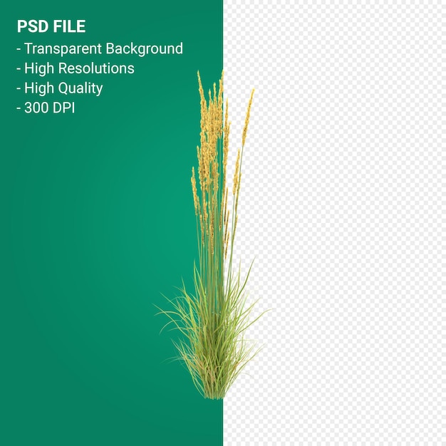 Render 3d de árbol de Muhlenbergia Rigen aislado