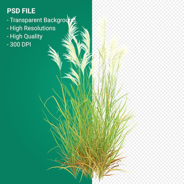 PSD render 3d de árbol de muhlenbergia rigen aislado