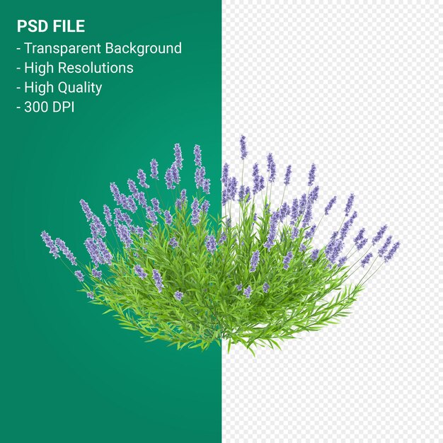 PSD render 3d de árbol de muhlenbergia rigen aislado