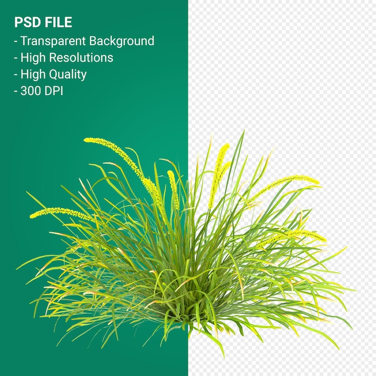 PSD render 3d de árbol de muhlenbergia rigen aislado