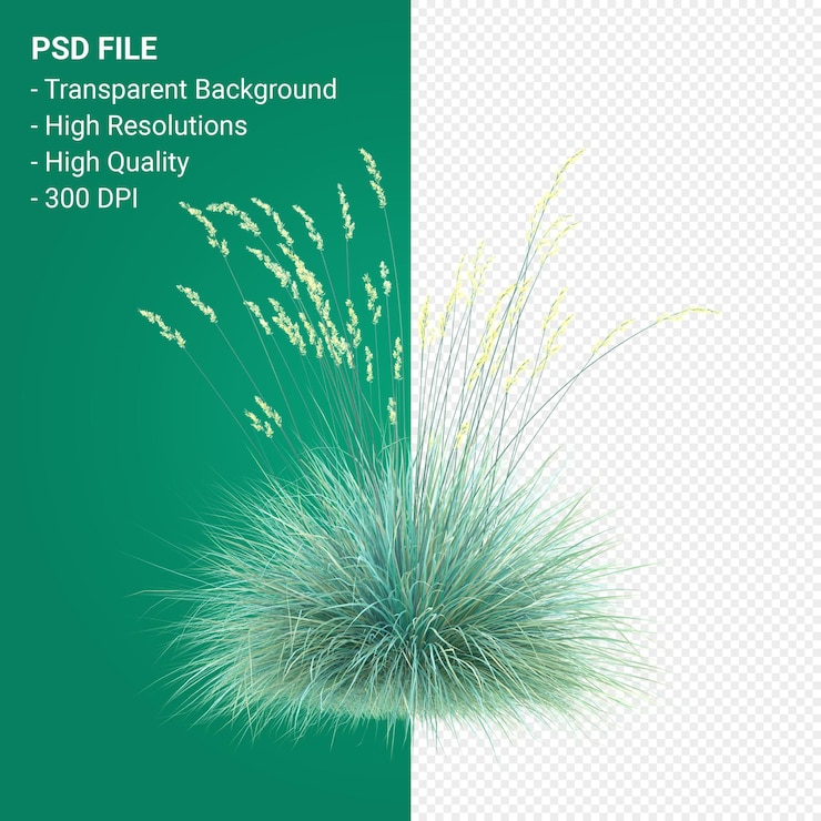 PSD render 3d de árbol de muhlenbergia rigen aislado