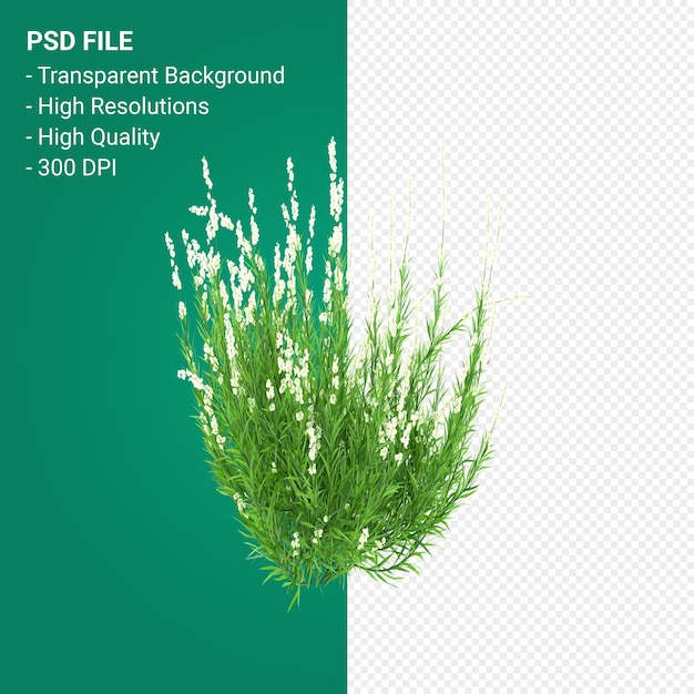 PSD render 3d de árbol de muhlenbergia rigen aislado