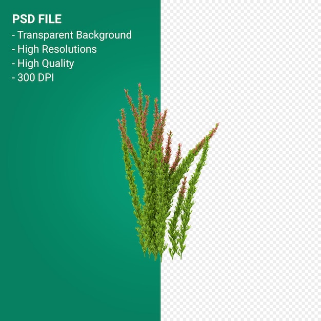 PSD render 3d de árbol de muhlenbergia rigen aislado