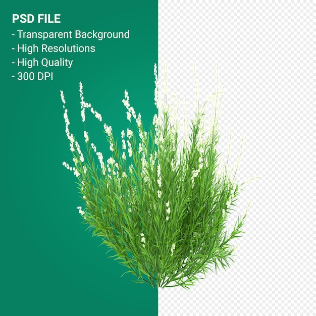 PSD render 3d de árbol de muhlenbergia rigen aislado