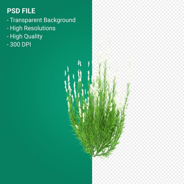 PSD render 3d de árbol de muhlenbergia rigen aislado