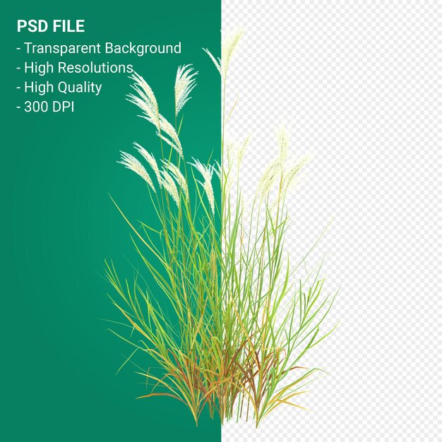 Render 3d de árbol de Muhlenbergia Rigen aislado