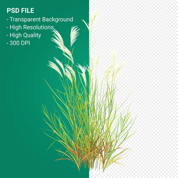 PSD render 3d de árbol de muhlenbergia rigen aislado