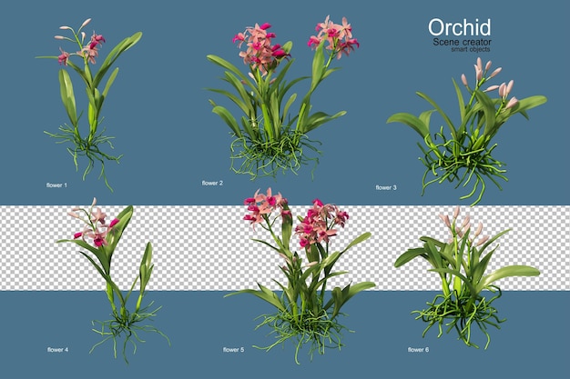 Render 3D di orchidee e piante