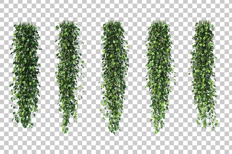 PSD render 3d epipremnum aureum