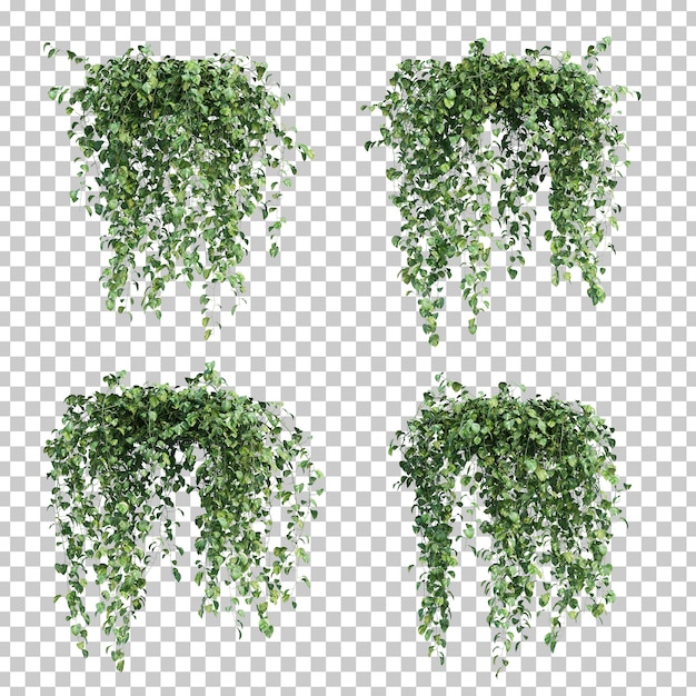 Render 3D Epipremnum aureum