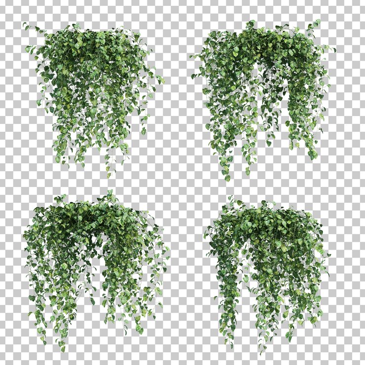 PSD render 3d epipremnum aureum