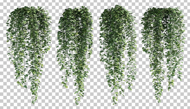 PSD render 3d epipremnum aureum