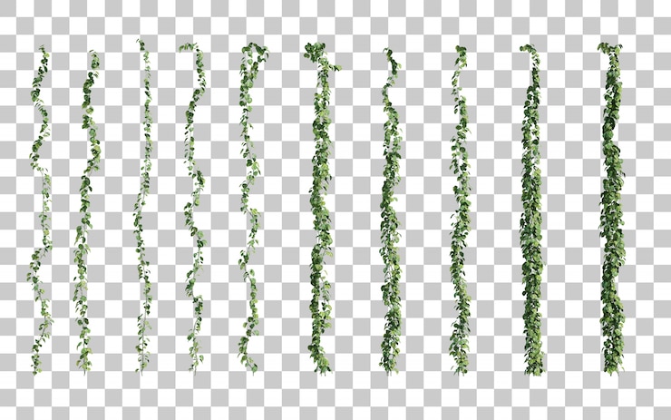 PSD render 3d epipremnum aureum