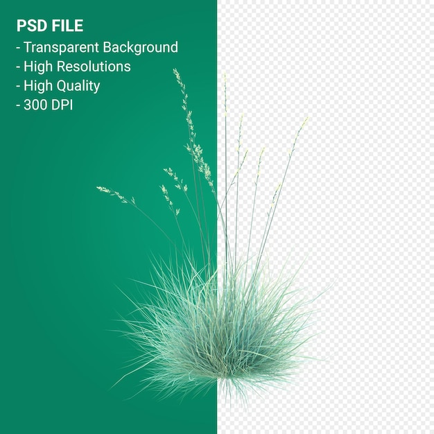 Render 3d de la planta de Muhlenbergia Rigen aislado