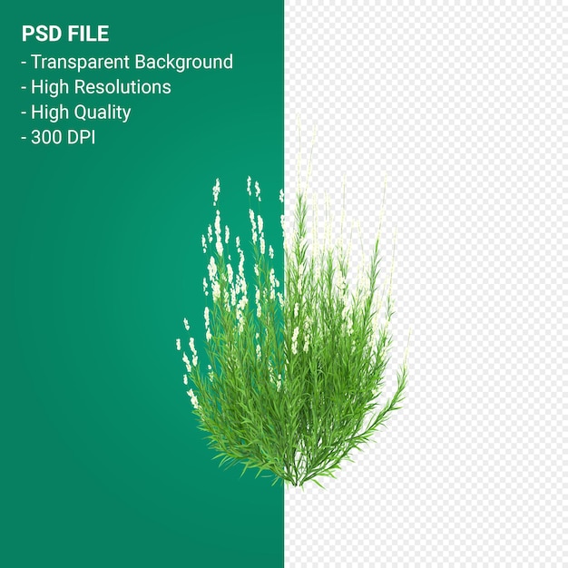 PSD render 3d de la planta de muhlenbergia rigen aislado