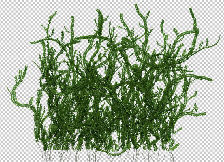 PSD render 3d de plantas de hiedra aisladas