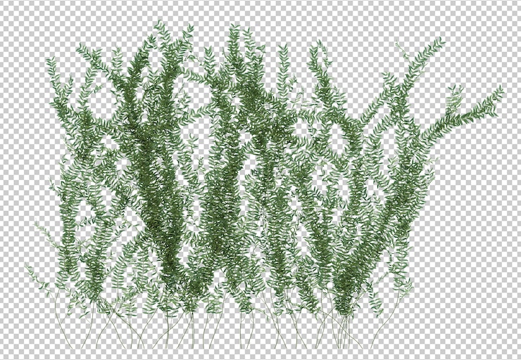 PSD render 3d de plantas de hiedra aisladas