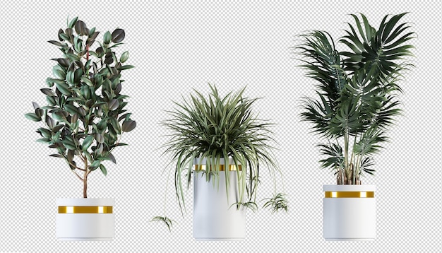 Render di piante isolate isometrica vista anteriore parete trasparente premium 3d