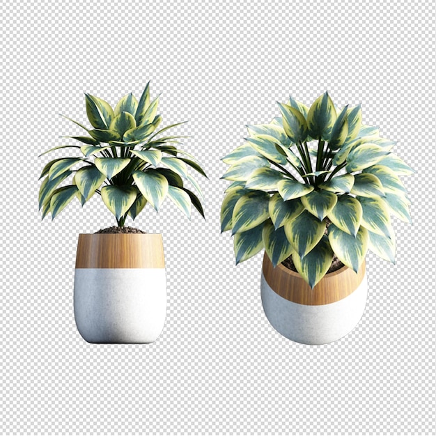 Render de plantas aisladas 3d