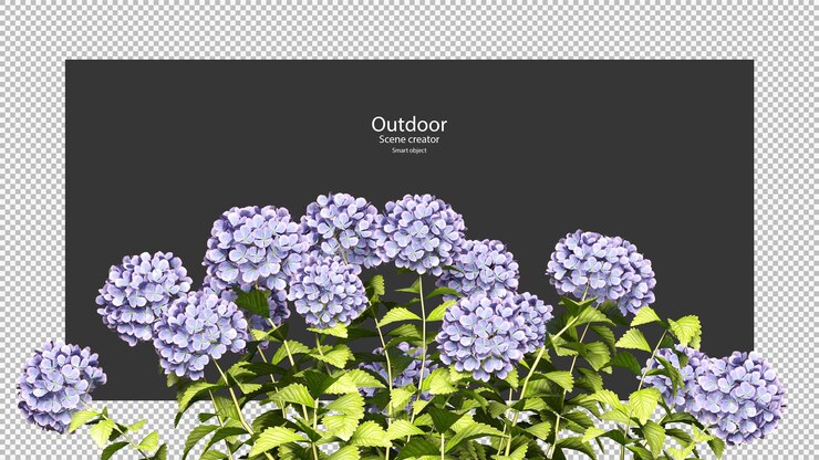 PSD render de trazado de recorte de flor de hortensia púrpura