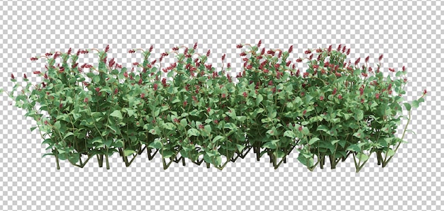 Rendering 3D Albero Pennello Isolato