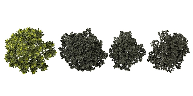 PSD rendering en 3d de araucariapinus trees en un fondo transparente desde la vista superior