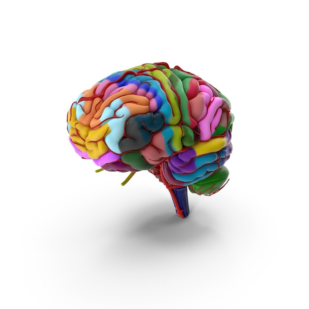 Rendering 3D colorato di un cervello umano che evidenzia diverse regioni