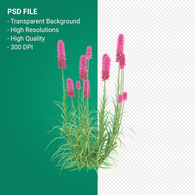 Rendering 3d dell'albero di Muhlenbergia Rigen isolato su sfondo trasparente