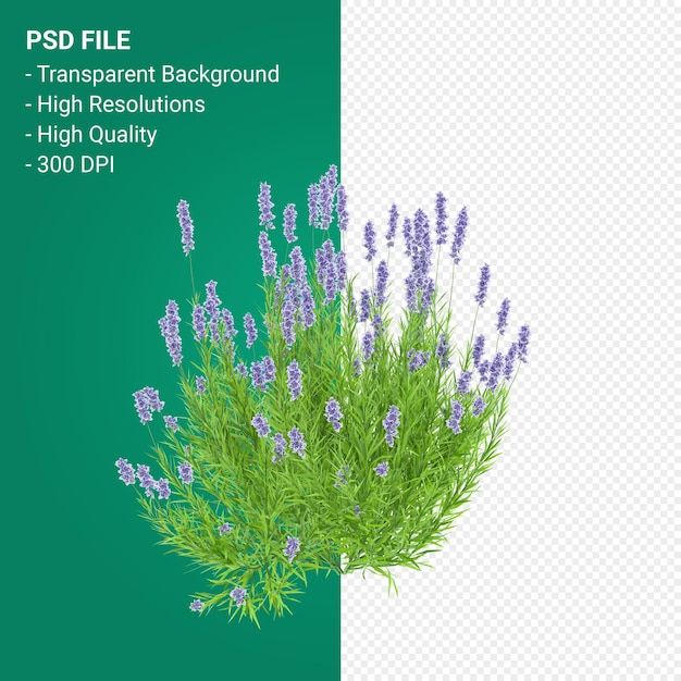 Rendering 3d dell'albero di Muhlenbergia Rigen isolato su sfondo trasparente