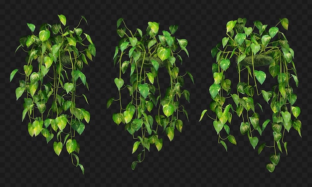 Rendering 3D della collezione isolata appesa di Epipremnum aureum