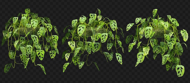 Rendering 3D della collezione isolata appesa di Monstera Adansonii