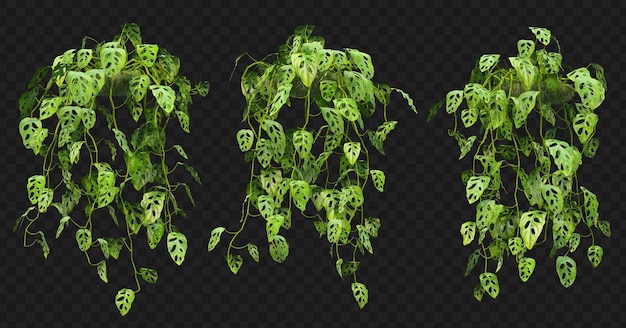 Rendering 3D della collezione isolata appesa di Monstera Adansonii