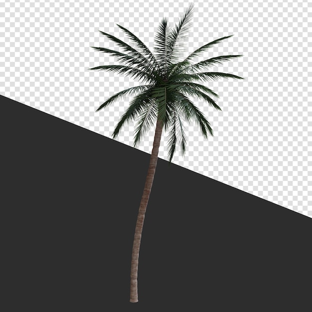 rendering 3d della palma