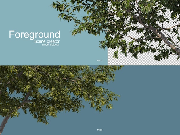 Rendering 3D di alberi foregroung isolati