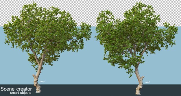 Rendering 3D di bellissimi alberi in vari angoli isolati