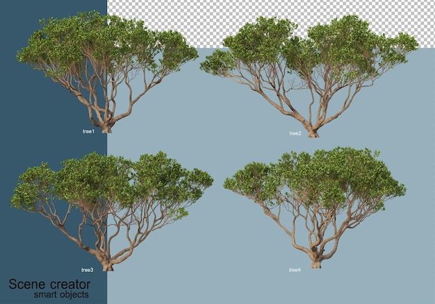 Rendering 3D di bellissimi alberi in vari angoli isolati