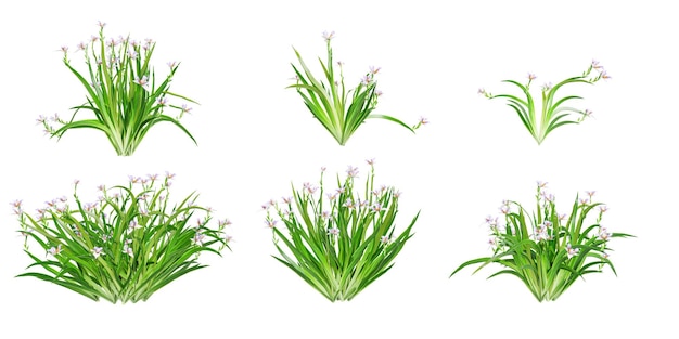 Rendering 3D di Butomus Plants on White Rendering 4D di fiori di Butomus isolati su sfondo bianco