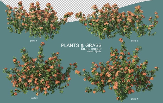 Rendering 3D di disposizioni di erba e arbusti