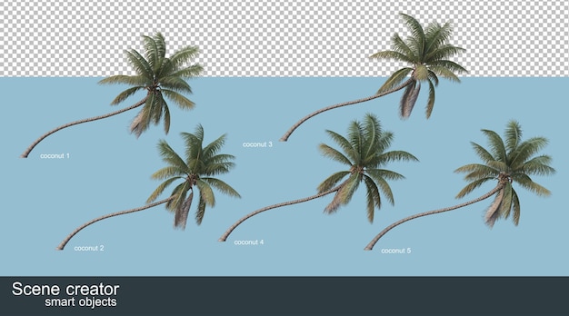 Rendering 3D di palme da cocco e palme