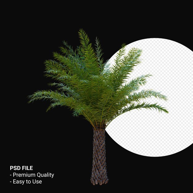 Rendering 3d di Phoenix canariensis isolato