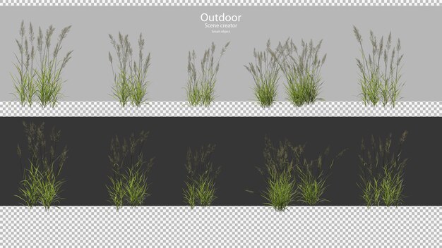 Rendering 3D di Phragmites