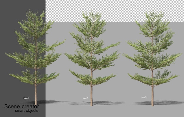 Rendering 3D di vari tipi di alberi isolati