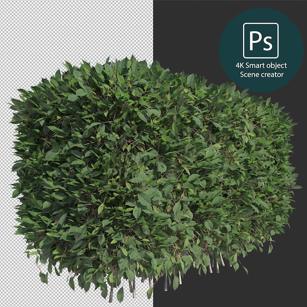 Rendering 3D di vari tipi di disposizioni di cespugli e siepi