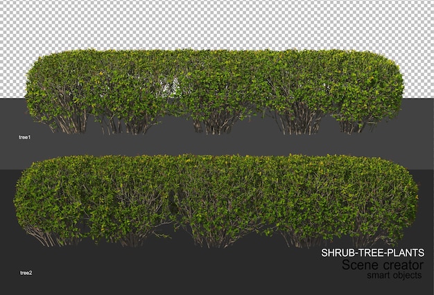 Rendering 3D di vari tipi di layout di arbusti