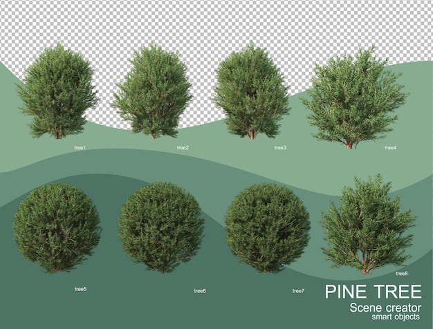 Rendering 3D di varie disposizioni di pino