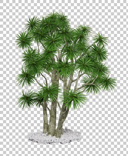 Rendering 3d isometrico della pianta di Cordyline australis